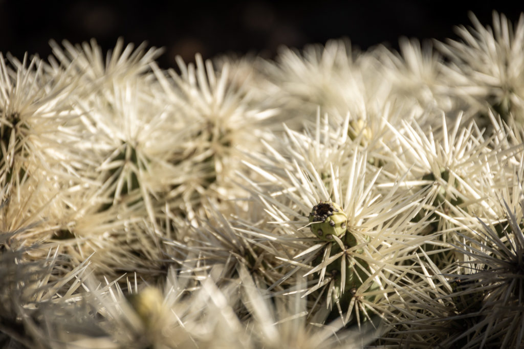 jardín-de-cactus